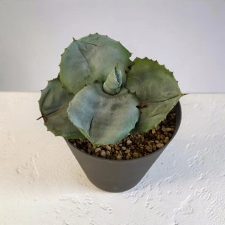 Agave Marmorata Papilo Platanoides