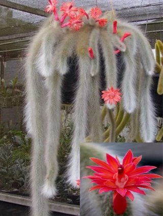 Hildewintera colademononis radicata