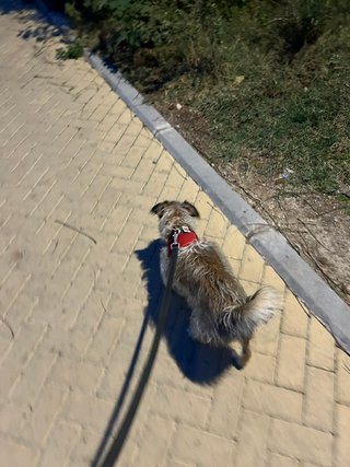 Paseos de perros en Madrid | Desde 9 €