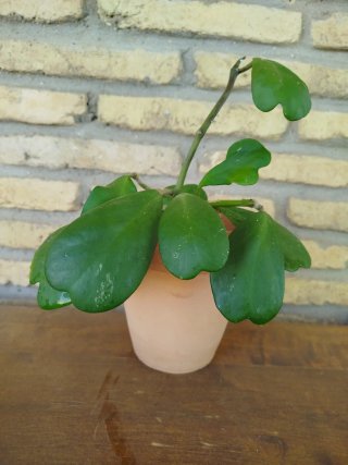 Planta Hoya Kerrii
