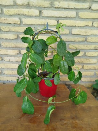 Jazmín madagascar