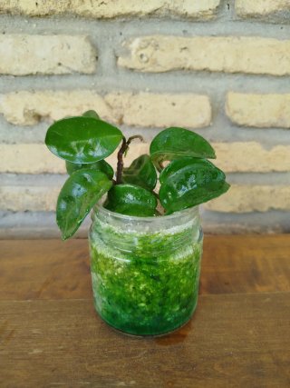 Planta Hoya Krinkle 8