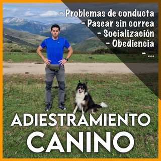 Adiestramiento canino