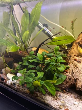 Planta de Aquário Anubia Nana