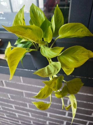 Epipremnum Champs Lysees Planta