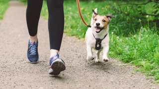 Paseadora de perros | Cerdanyola y alrededores