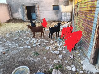 3 Cabras machos en venta