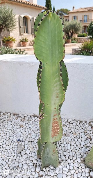 Cactus Euphorbia