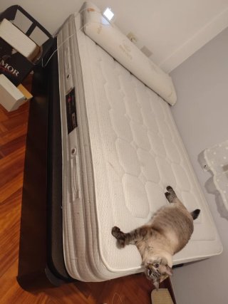 Colchón, canapé y almohada Aloe Vera