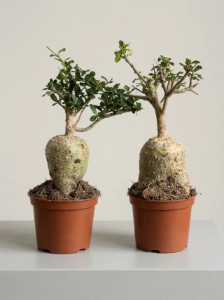 2 Plantas Caudiciformes Fockea edulis
