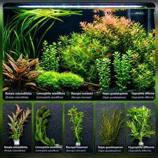 Pack 7 Especies Plantas Acuario Low Tech