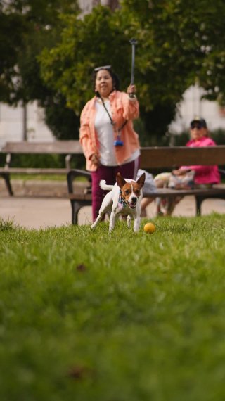 Paseo y fotos a perros.