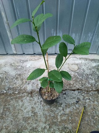Pianta Cedro Gigante Citrus Maxima h 40 45 cm