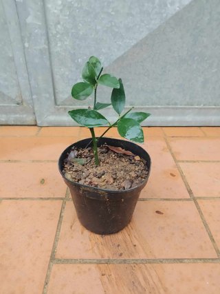 Pianta Lime di Tahiti Citrus Limon h 20-25cm