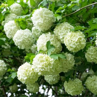 pianta viburno opulus viburnum h 20 25 cm vaso 14