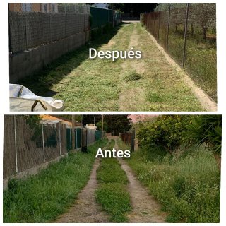 Servizio di giardinaggio e sgombero