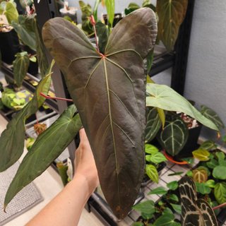 Clon di Anthurium Pinkleye x DocBlock F2