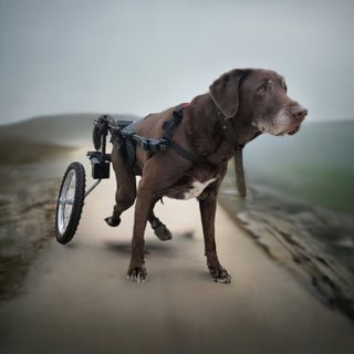 Silla de ruedas para perro grande
