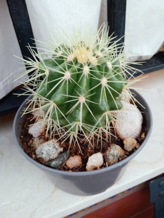 Cactus en maceta con piedras