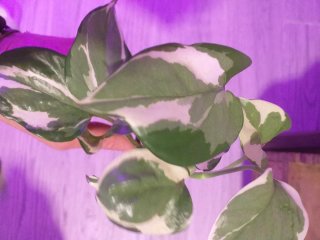 Planta Pothos N'Joy