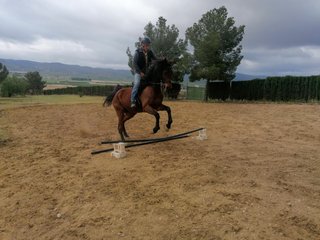 TERRENO RUSTICO CON 350 OLIVERAS
