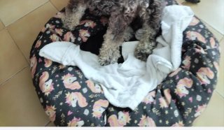 Cama para mascotas con estampado