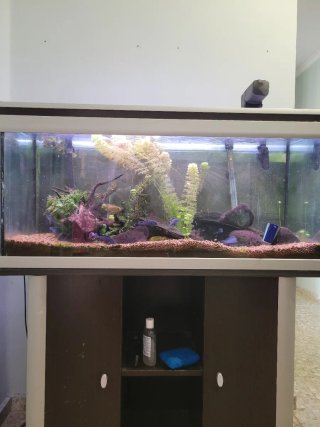 Acuario 180 Litros con Filtro Fluval