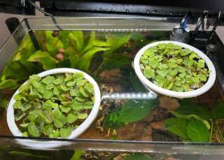 Set de 3 Anillos Flotantes para Acuario