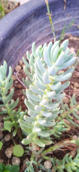 Planta Sedum Sediforme