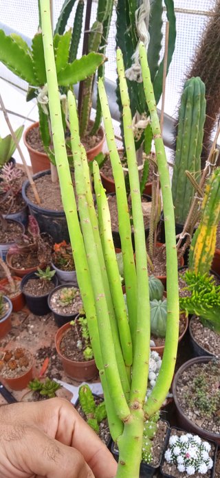 Euphorbia Alluaudii