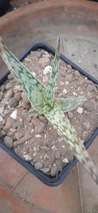 Aloe Rauhii 'Copo de Nieve'