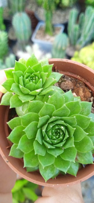 Planta Siempreviva (Sempervivum)