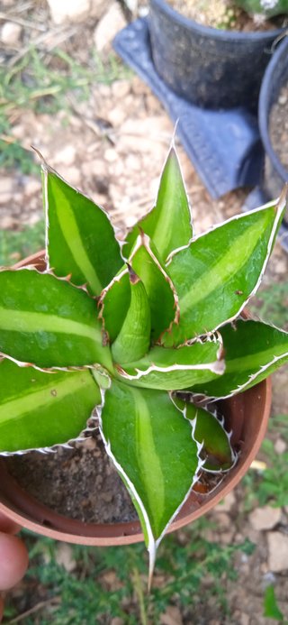 Agave univittata
