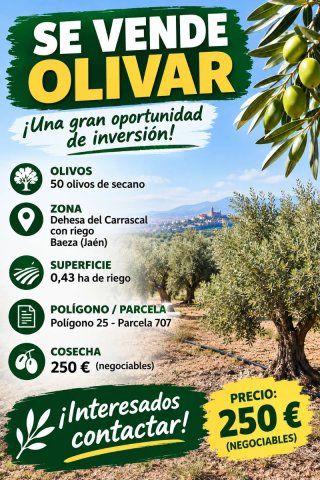 Olivar 50 matas riego de la dehesa del carrascal