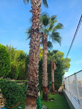 Servicios de poda y mantenimiento de jardines