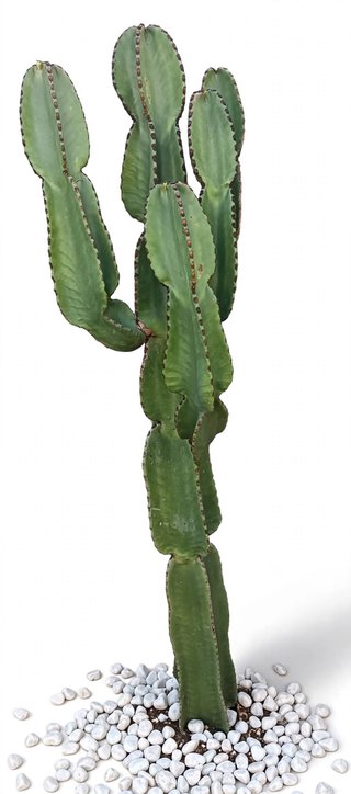 Pianta Euphorbia