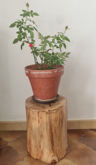 Tronco de madera restaurado