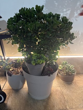 Árbol de Jade y otras suculentas