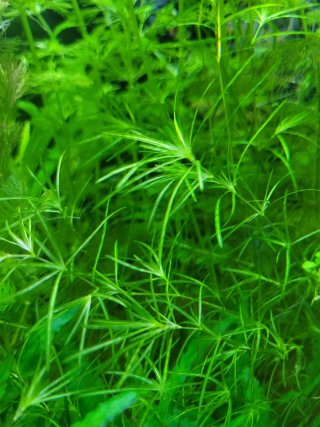 Najas Guadalupensis. Planta de acuario