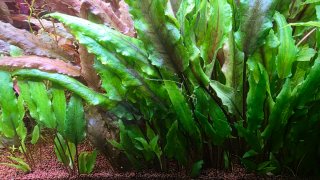 Cryptocoryne Wendtii - planta de acuario
