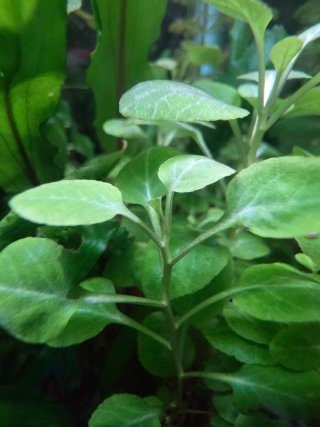 Lobelia Cardinalis - Planta de acuario