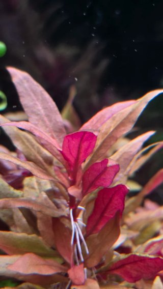 Alternanthera reineckii Pink - planta de acuario