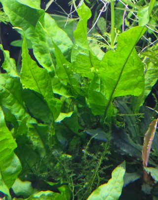 Helecho de Java - planta de acuario