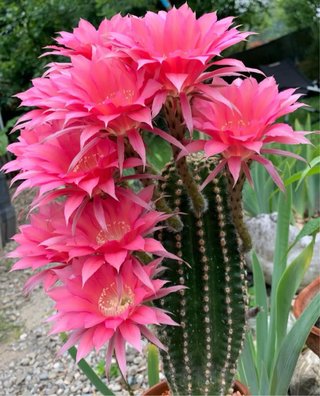 Cactus Echinopsis Hybrid Dark Pink