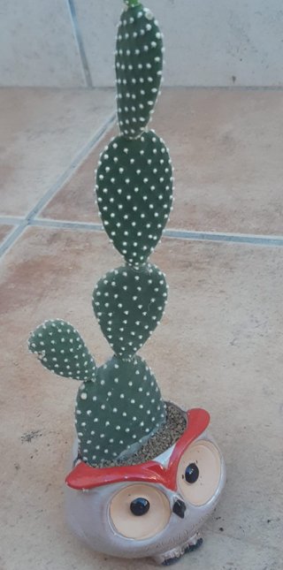 Macetas cerámica con Cactus Decorativas