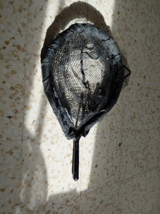 Sacadera Savage Gear