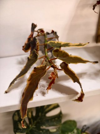 Begonia Dainty Spray Sport Vg