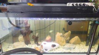 Acuario de 100 litros