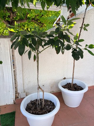 Arbol de Aguacate en Maceta