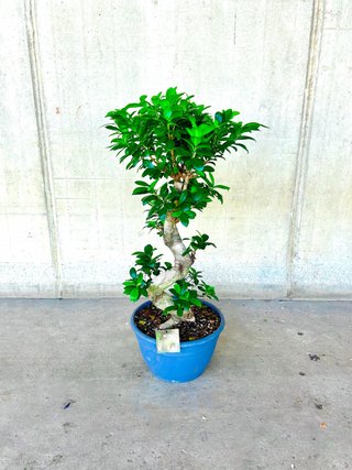 Ficus Ginseng Bonsái Grande - Planta de Interior